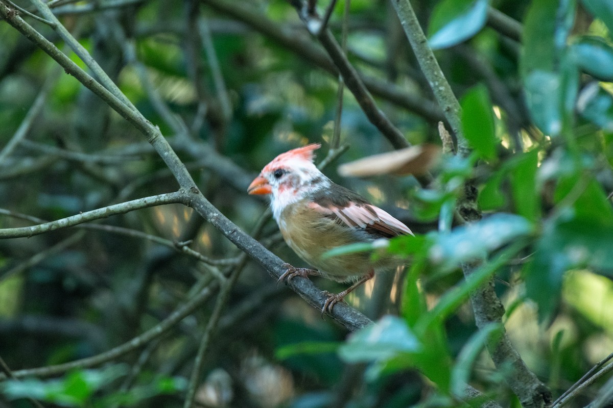 Northern Cardinal - ML627770108