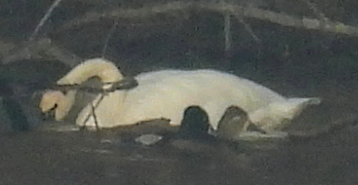 Tundra Swan - ML627770111