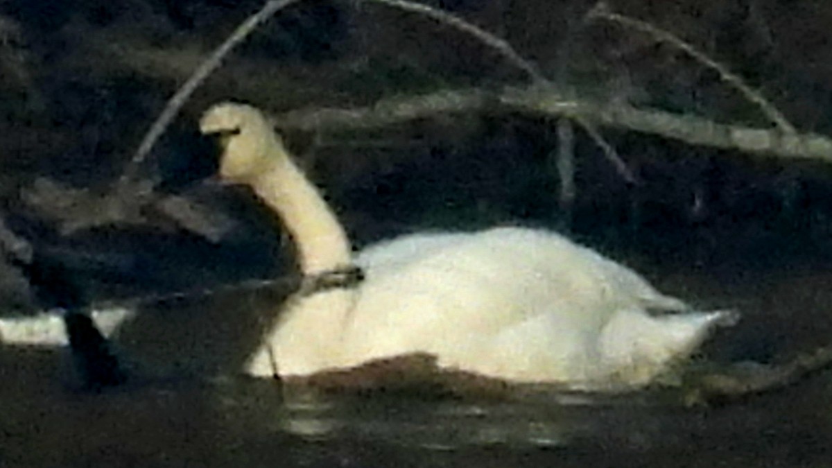 Tundra Swan - ML627770112