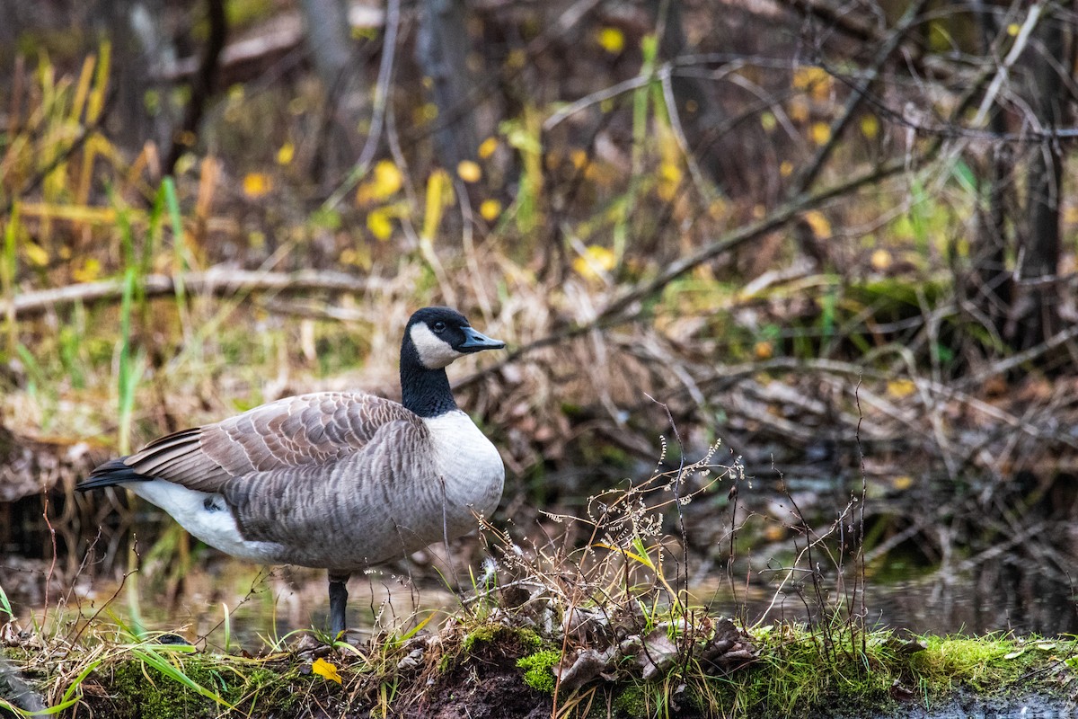 Canada Goose - ML627770117