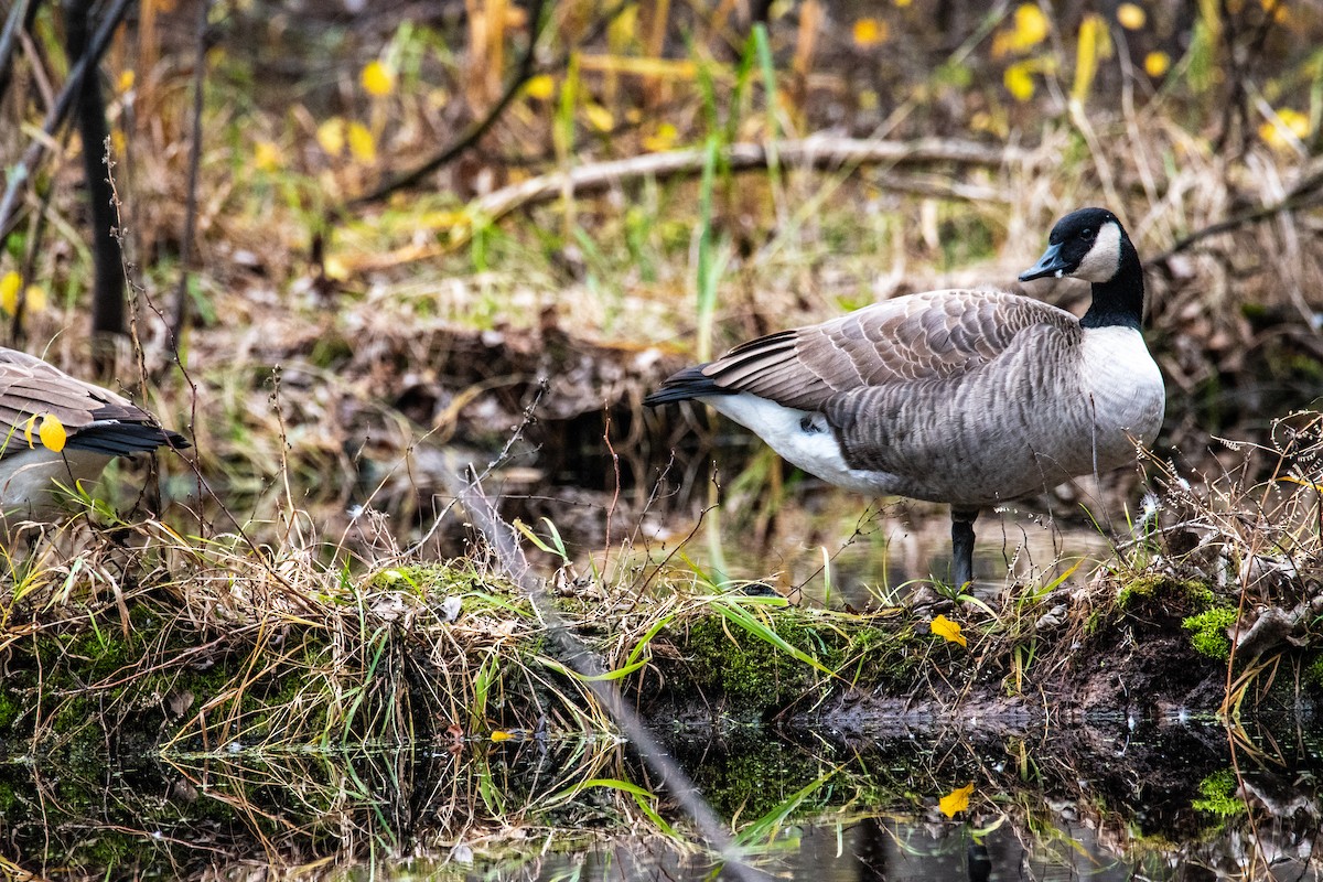 Canada Goose - ML627770118