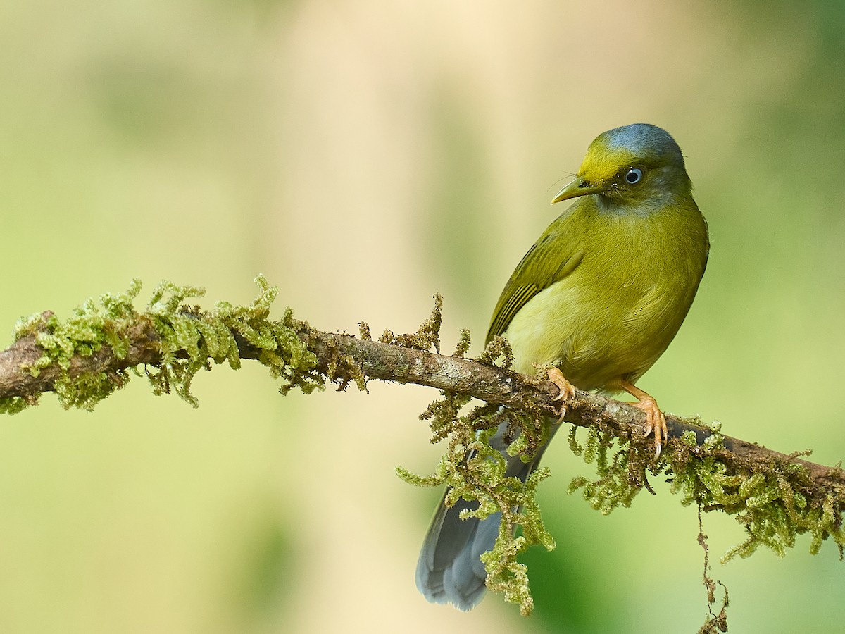 Gray-headed Bulbul - ML627770174