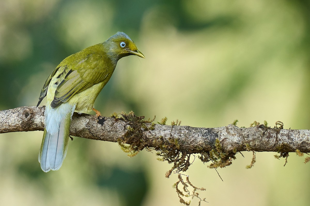 Gray-headed Bulbul - ML627770176