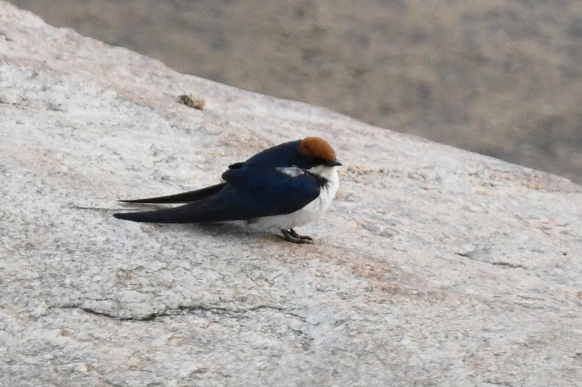 Wire-tailed Swallow - ML627770180