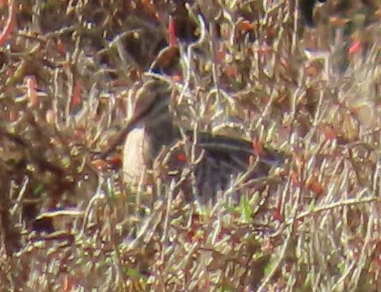 Wilson's Snipe - ML627770208
