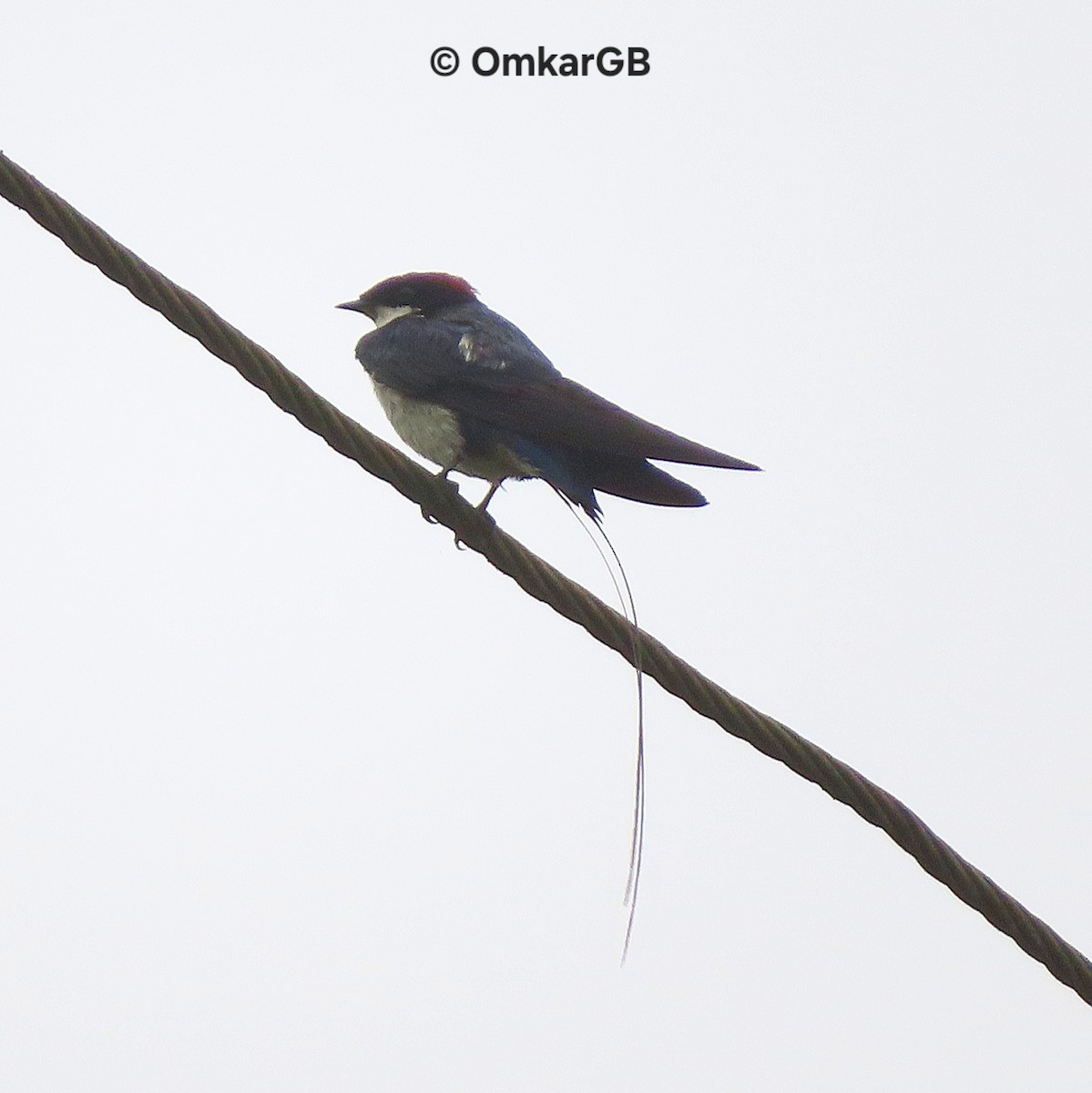 Wire-tailed Swallow - ML627770209