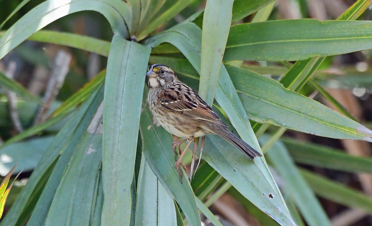 White-throated Sparrow - ML627770229