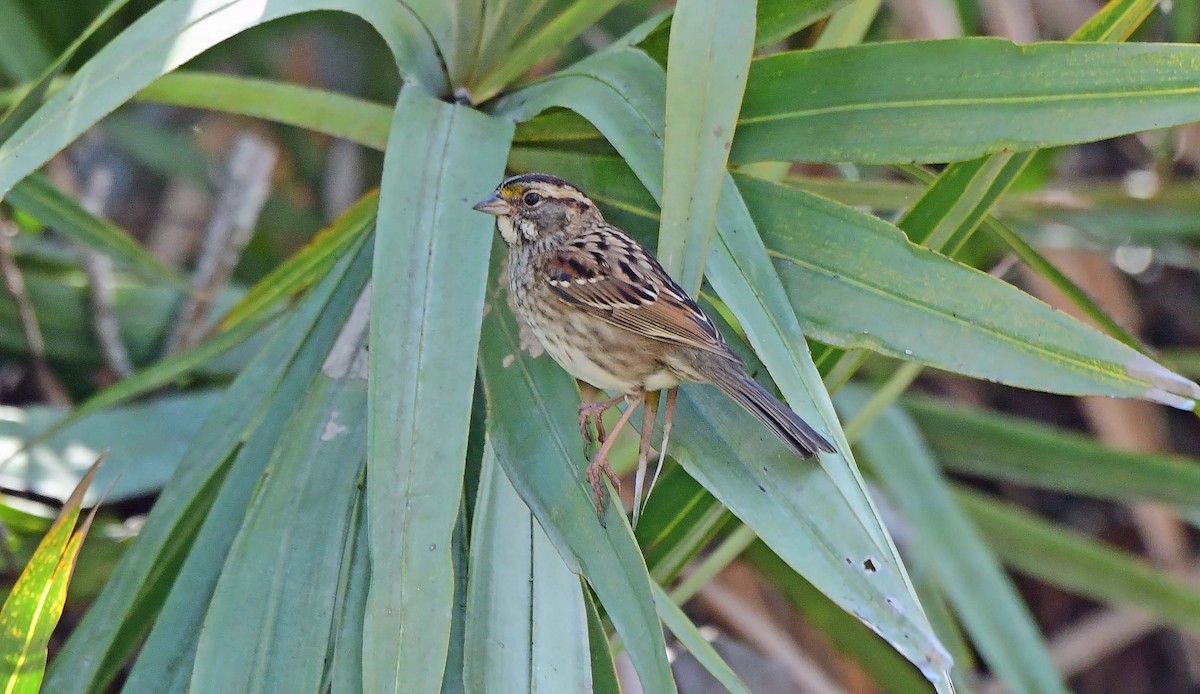 White-throated Sparrow - ML627770235