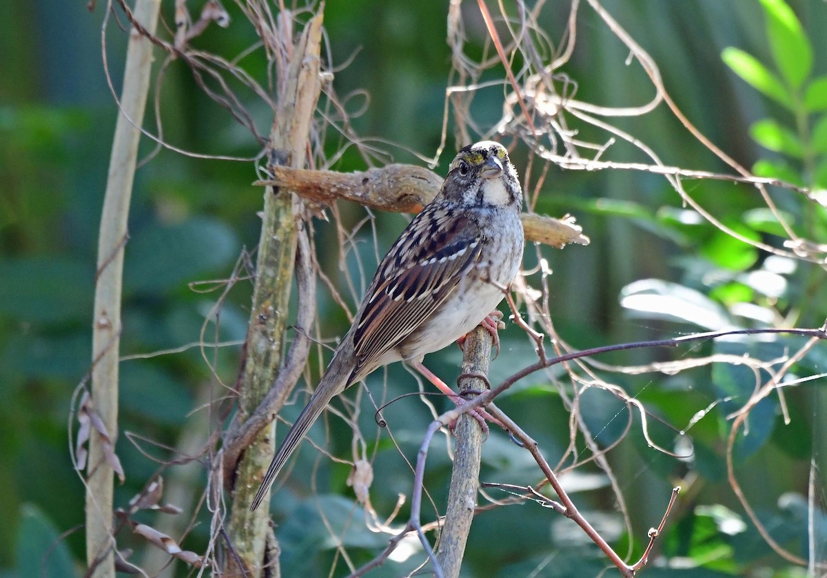 White-throated Sparrow - ML627770248
