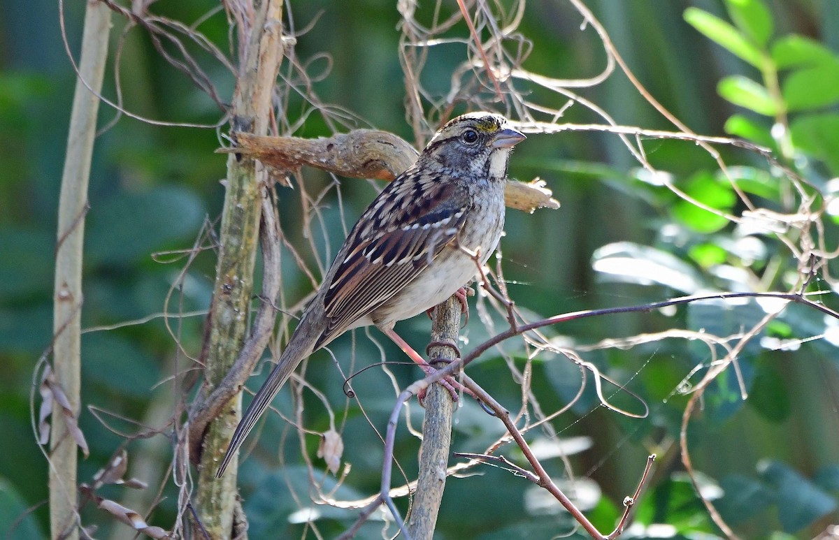 White-throated Sparrow - ML627770250