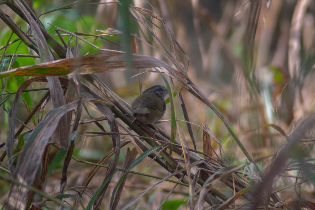 Cerquero Dorsiverde - ML627770258