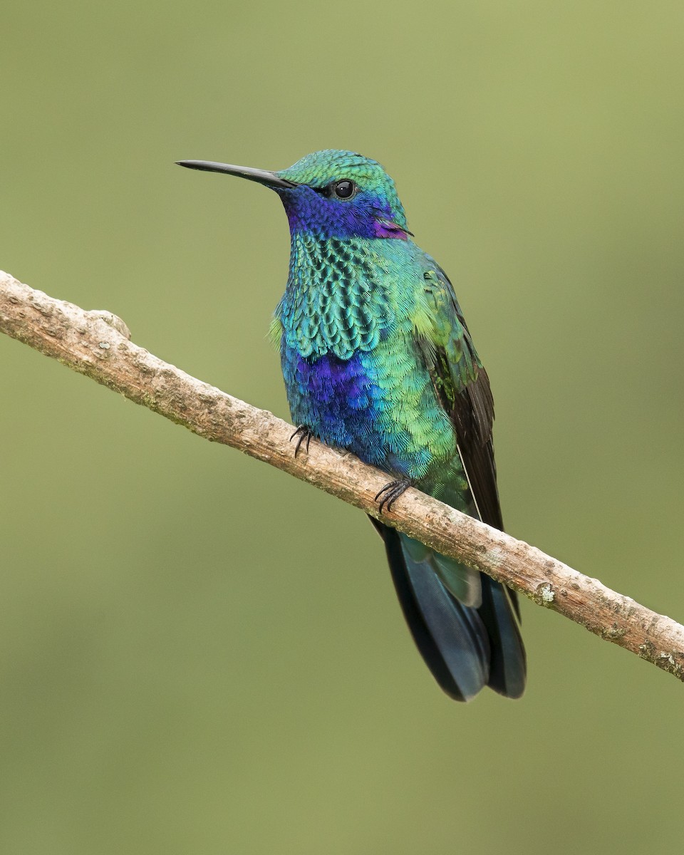 Sparkling Violetear - ML627770274