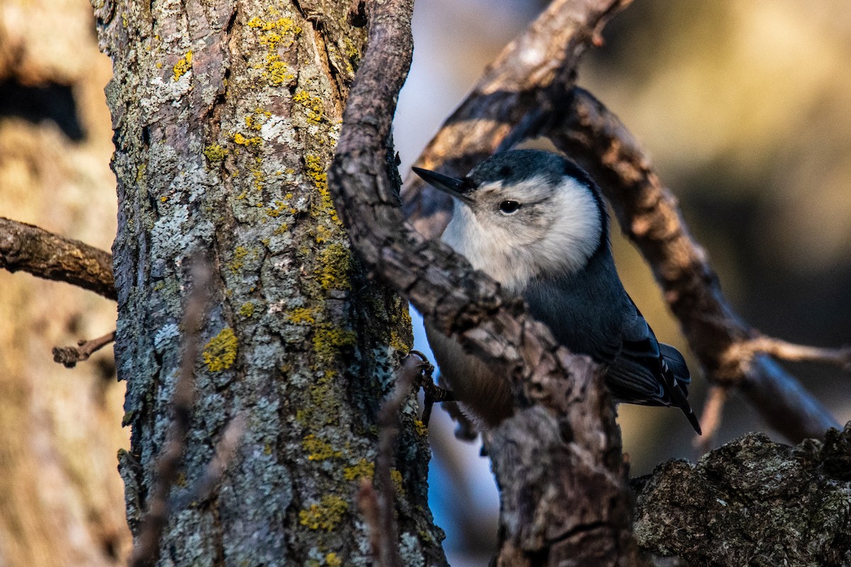 White-breasted Nuthatch - ML627770320