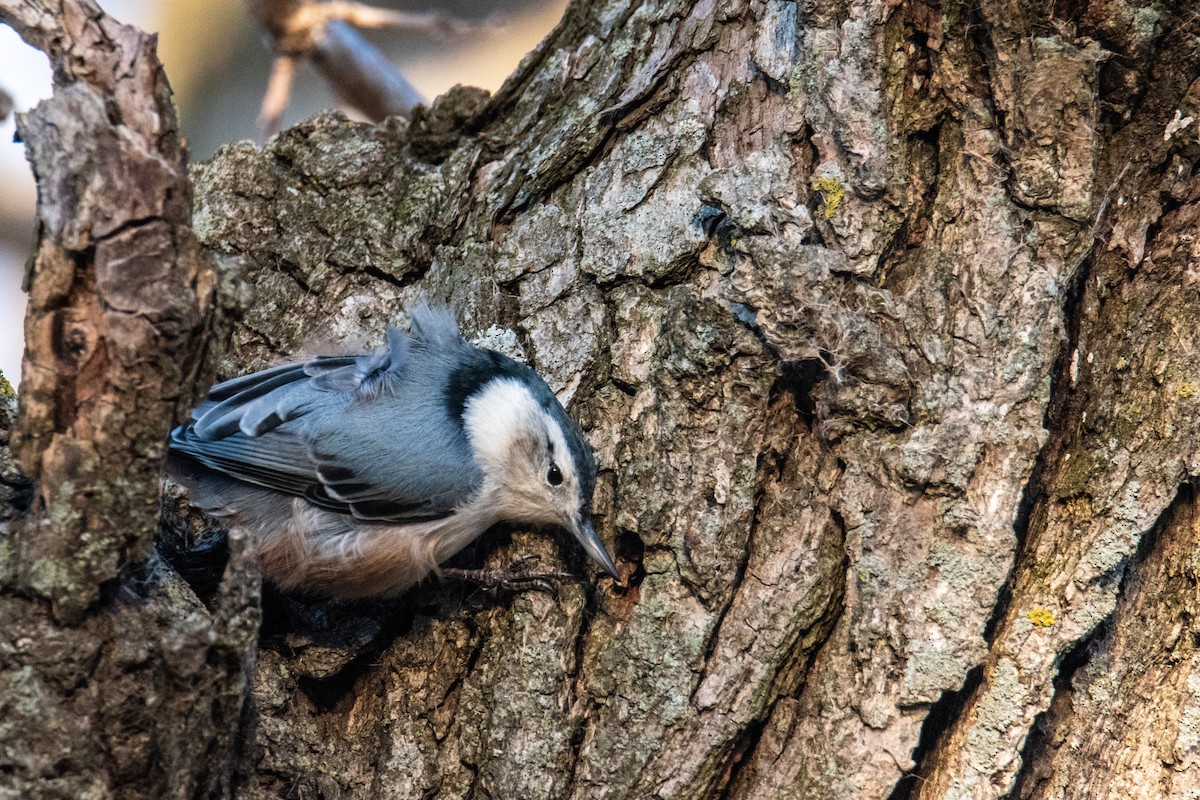 White-breasted Nuthatch - ML627770321