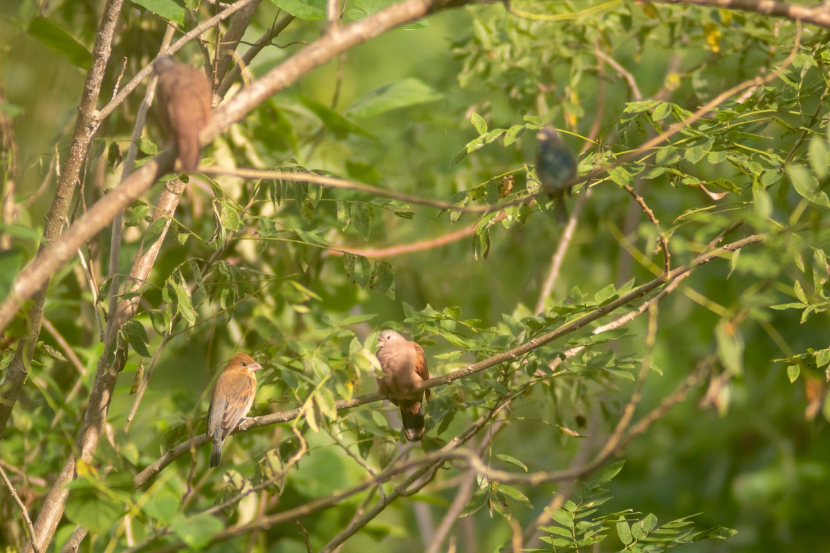 Blue Grosbeak - ML627770444