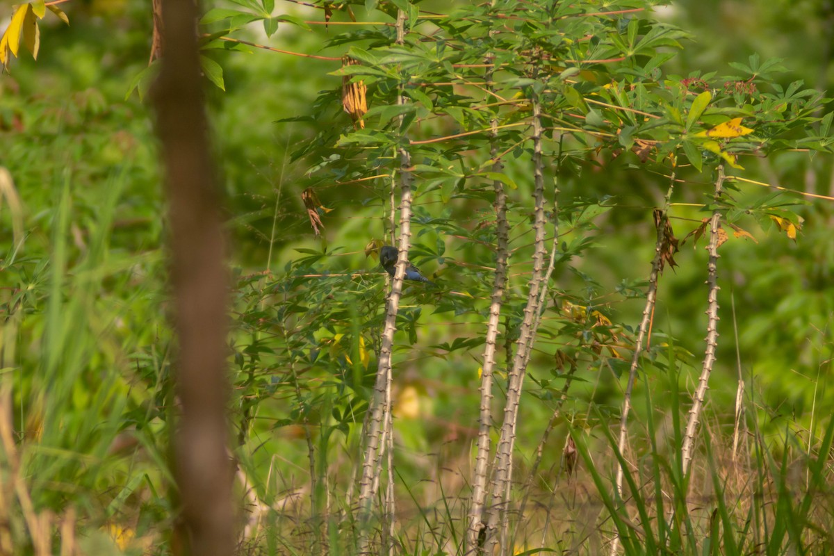 Blue Grosbeak - ML627770492