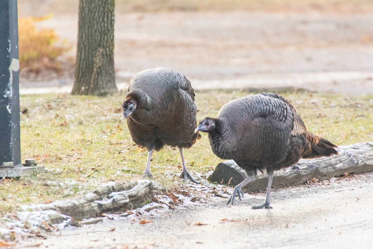 Wild Turkey - ML627770501