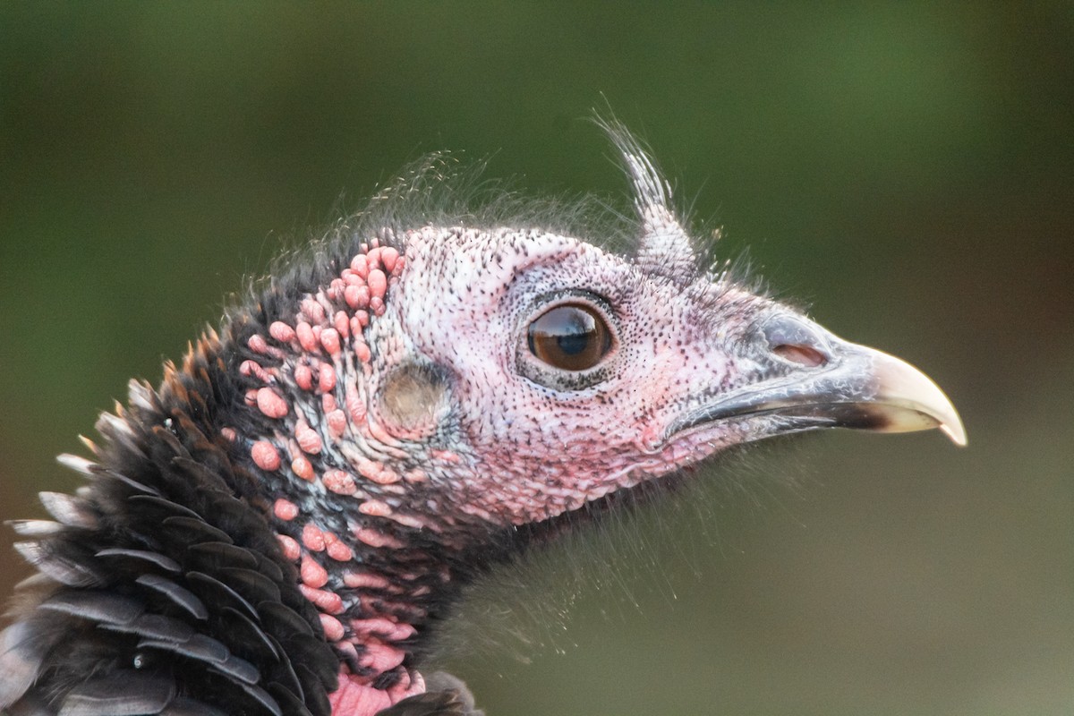 Wild Turkey - ML627770502