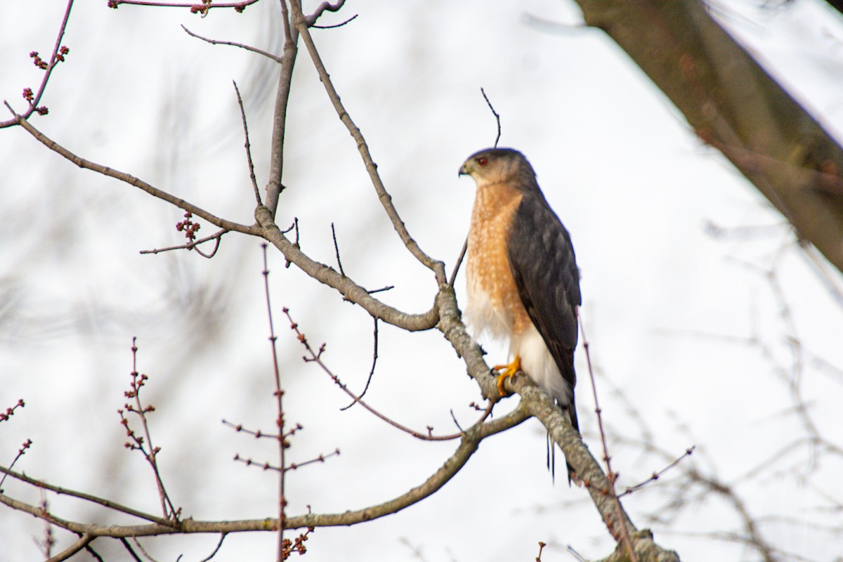 Cooper's Hawk - ML627770510