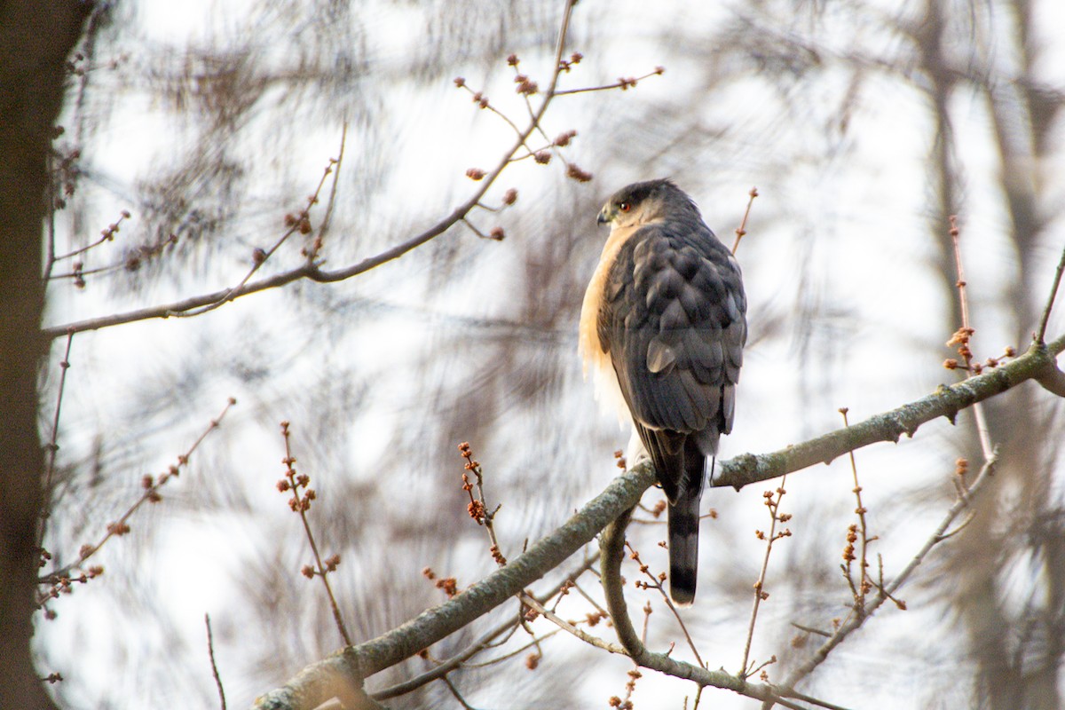 Cooper's Hawk - ML627770511