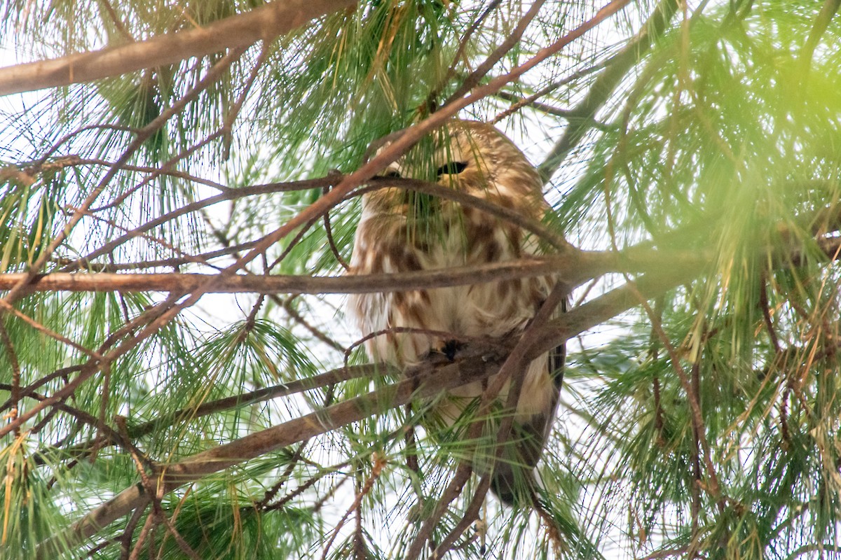 Northern Saw-whet Owl - ML627770521