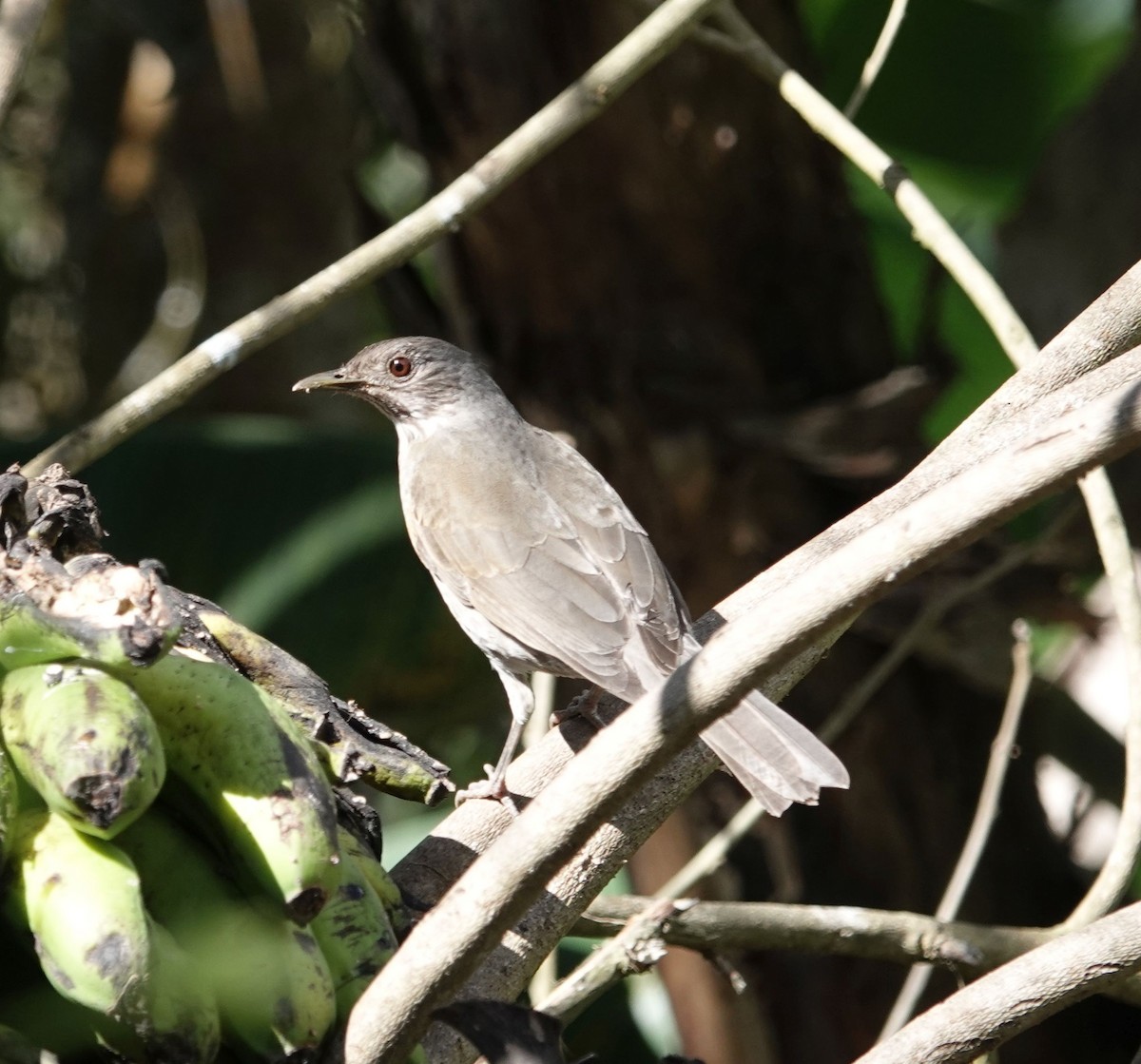 Pale-breasted Thrush - ML627770553