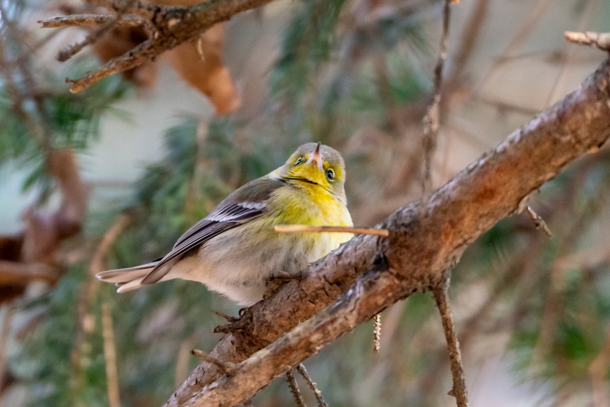 Pine Warbler - ML627770564