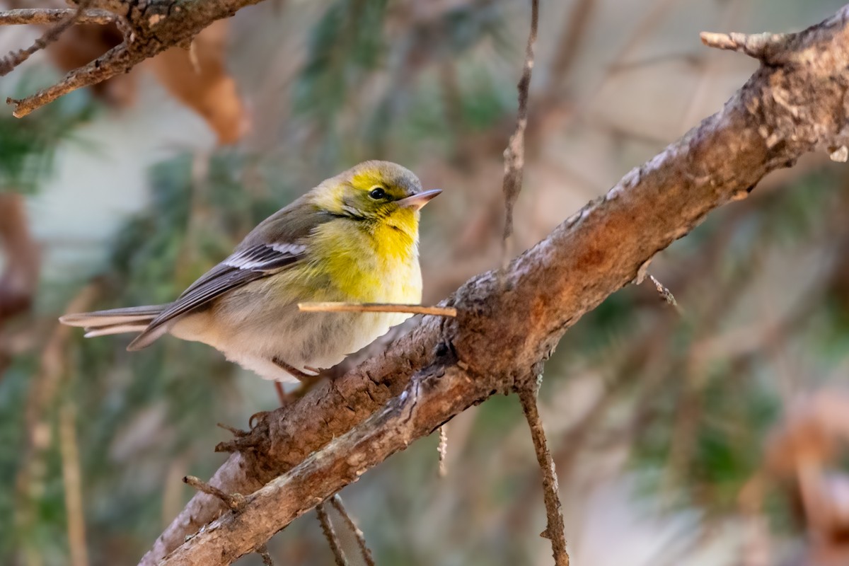 Pine Warbler - ML627770565