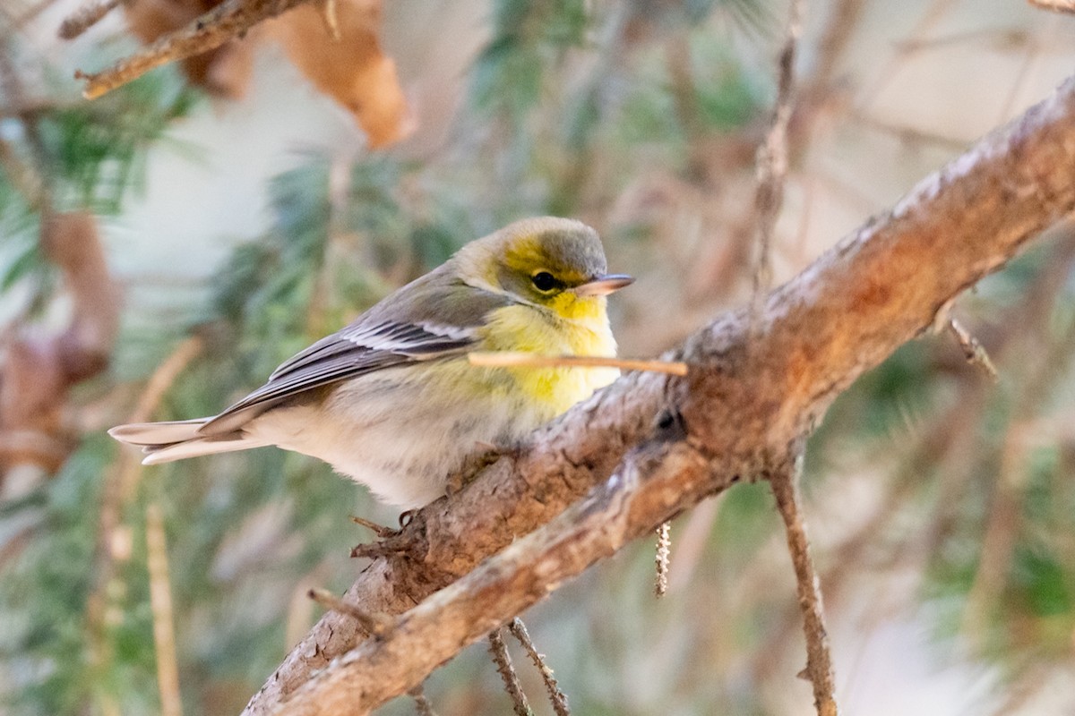 Pine Warbler - ML627770566