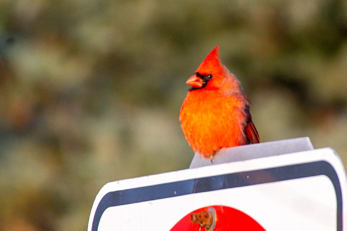 Northern Cardinal - ML627770571