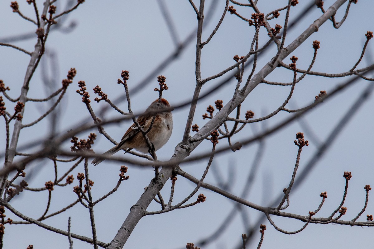 American Tree Sparrow - ML627770576