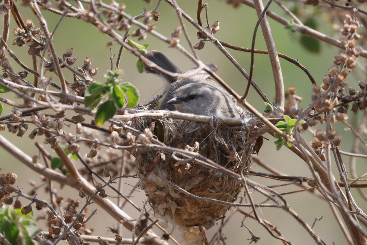 Tawny-flanked Prinia - ML627770647