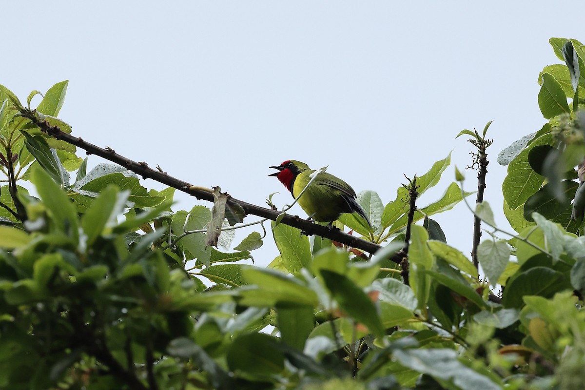 Doherty's Bushshrike - ML627770670