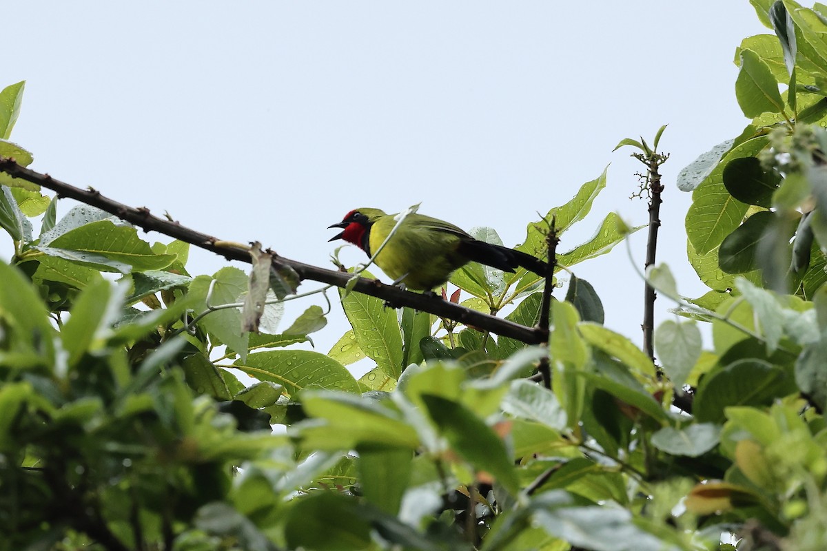 Doherty's Bushshrike - ML627770672