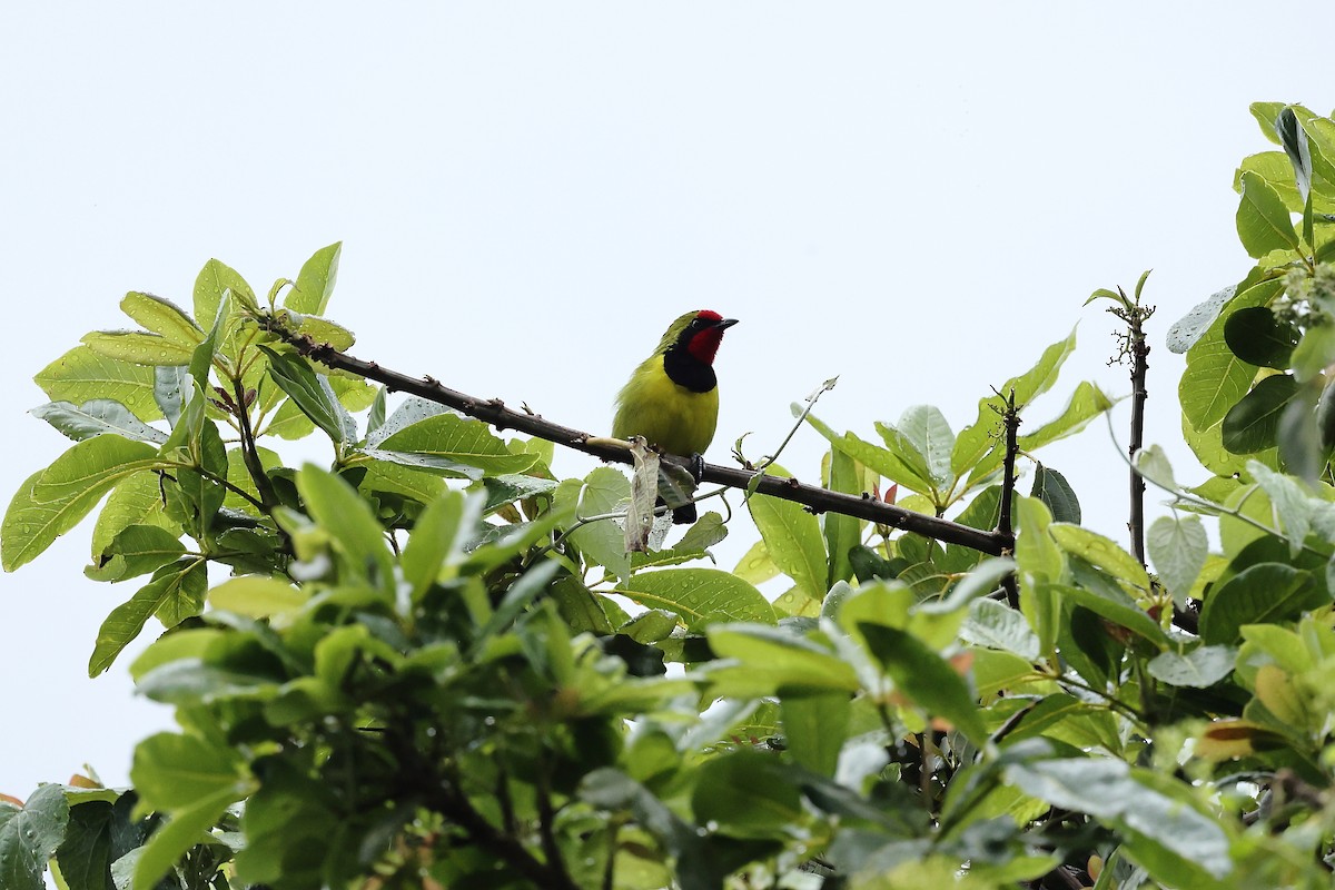 Doherty's Bushshrike - ML627770673