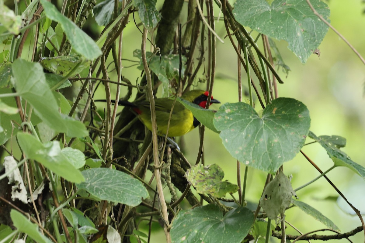 Doherty's Bushshrike - ML627770674