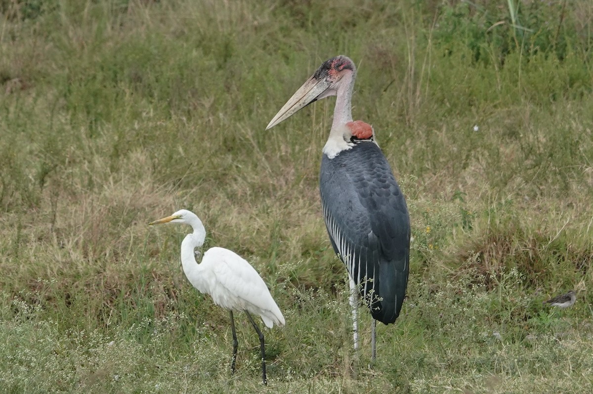 Marabou Stork - ML627770741