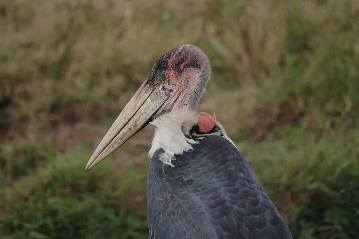 Marabou Stork - ML627770742