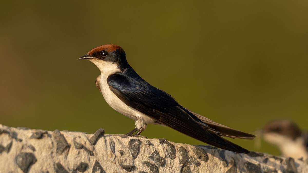 Wire-tailed Swallow - ML627770769