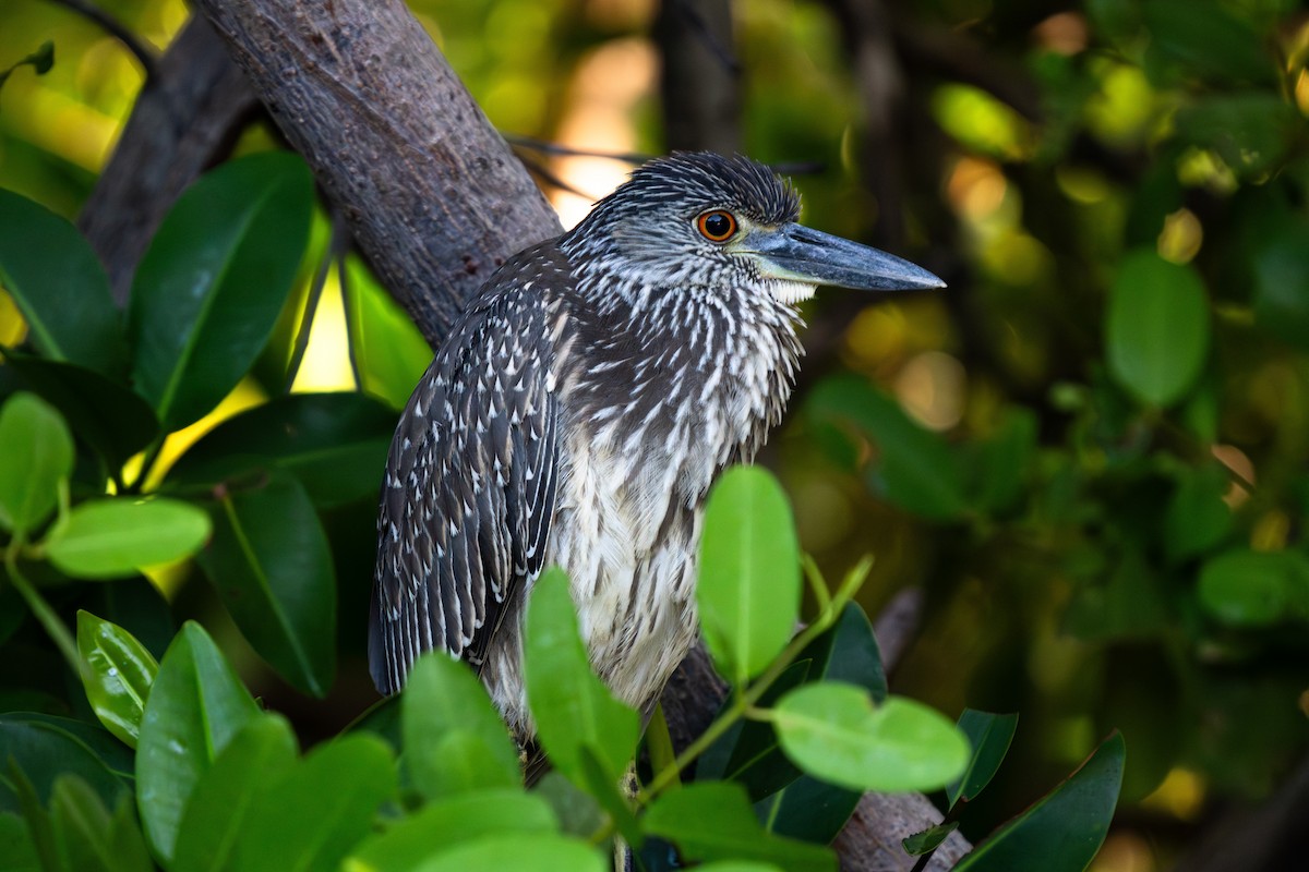 Yellow-crowned Night Heron - ML627770807