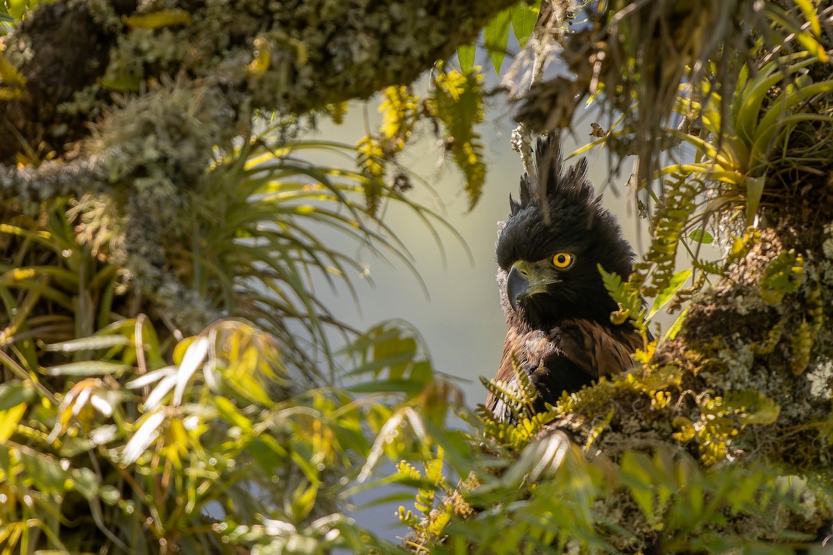 Black-and-chestnut Eagle - ML627770809