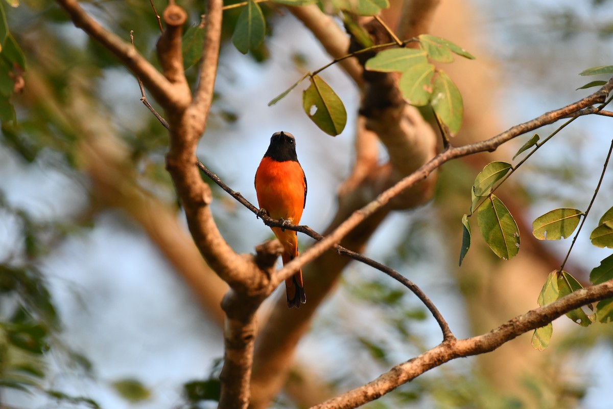 Small Minivet - ML627770814