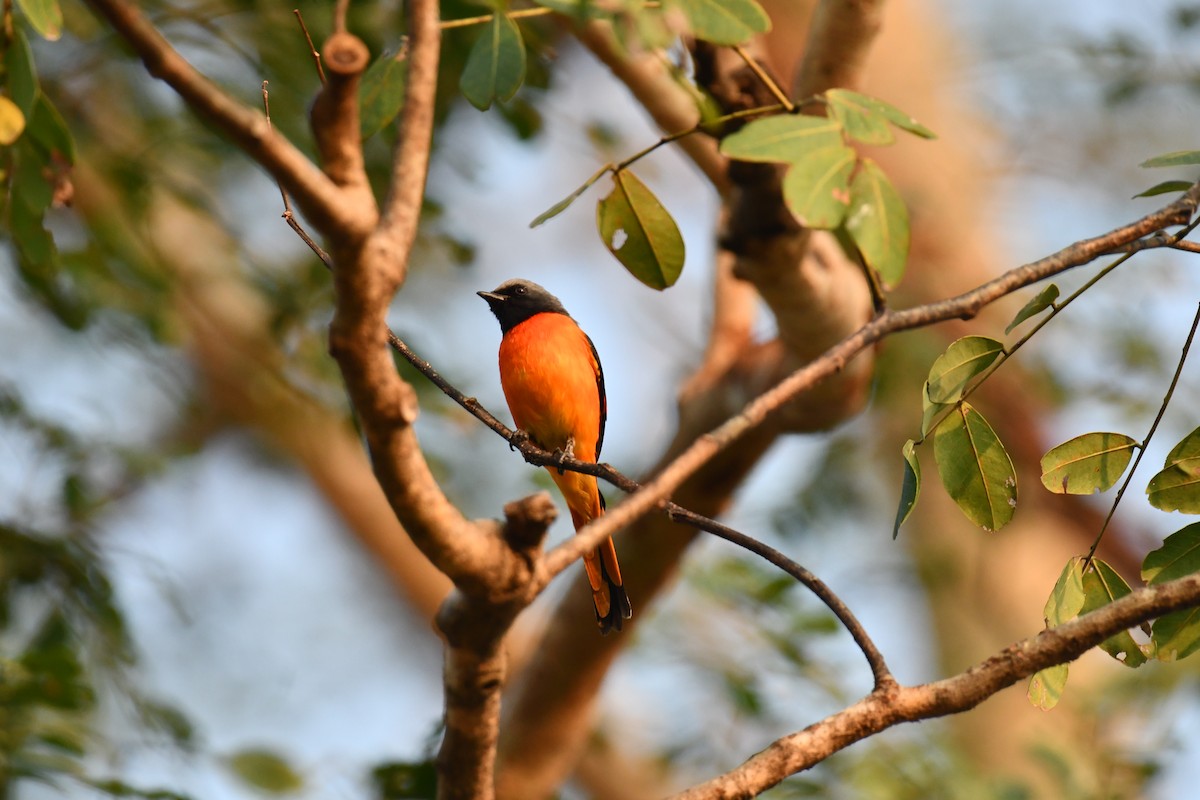 Small Minivet - ML627770815