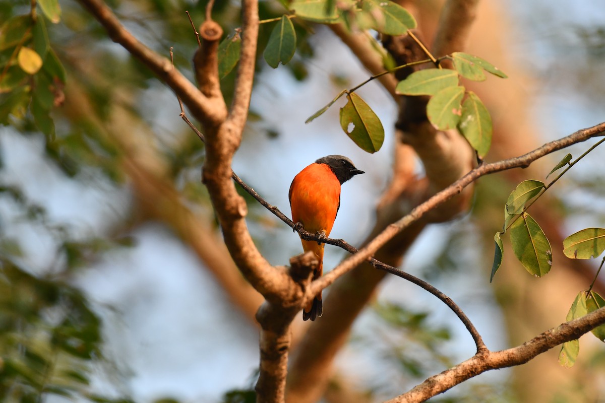 Small Minivet - ML627770816