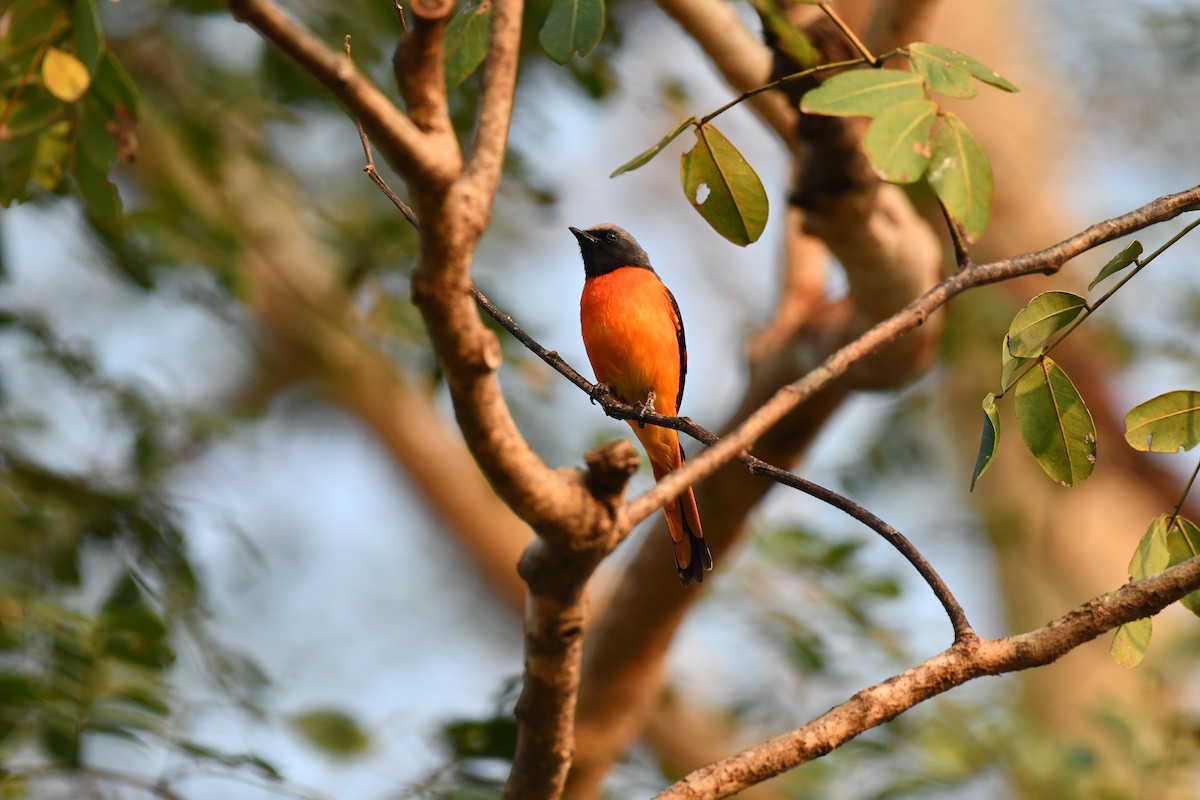 Small Minivet - ML627770818