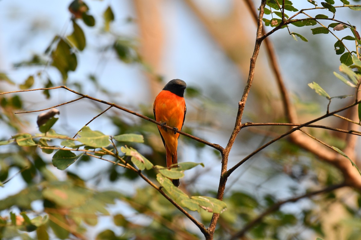 Small Minivet - ML627770823