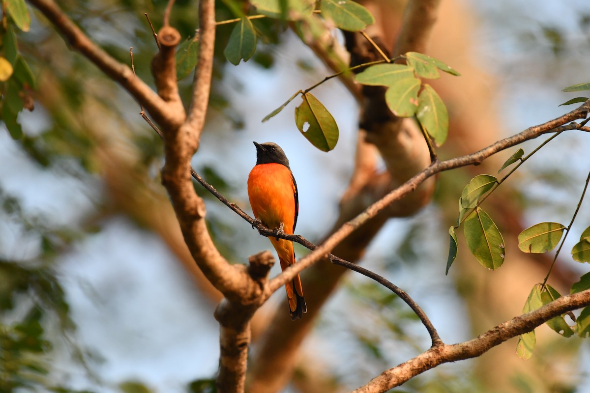 Small Minivet - ML627770824