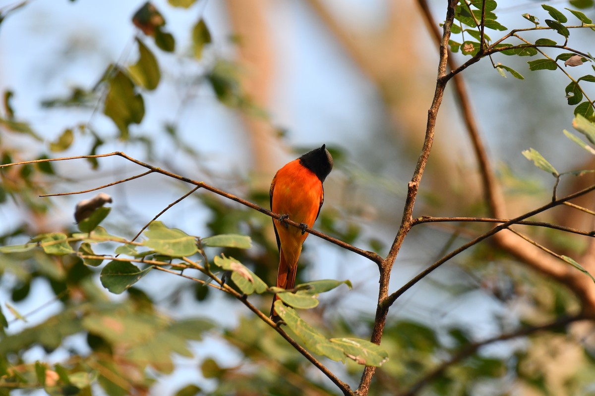 Small Minivet - ML627770826