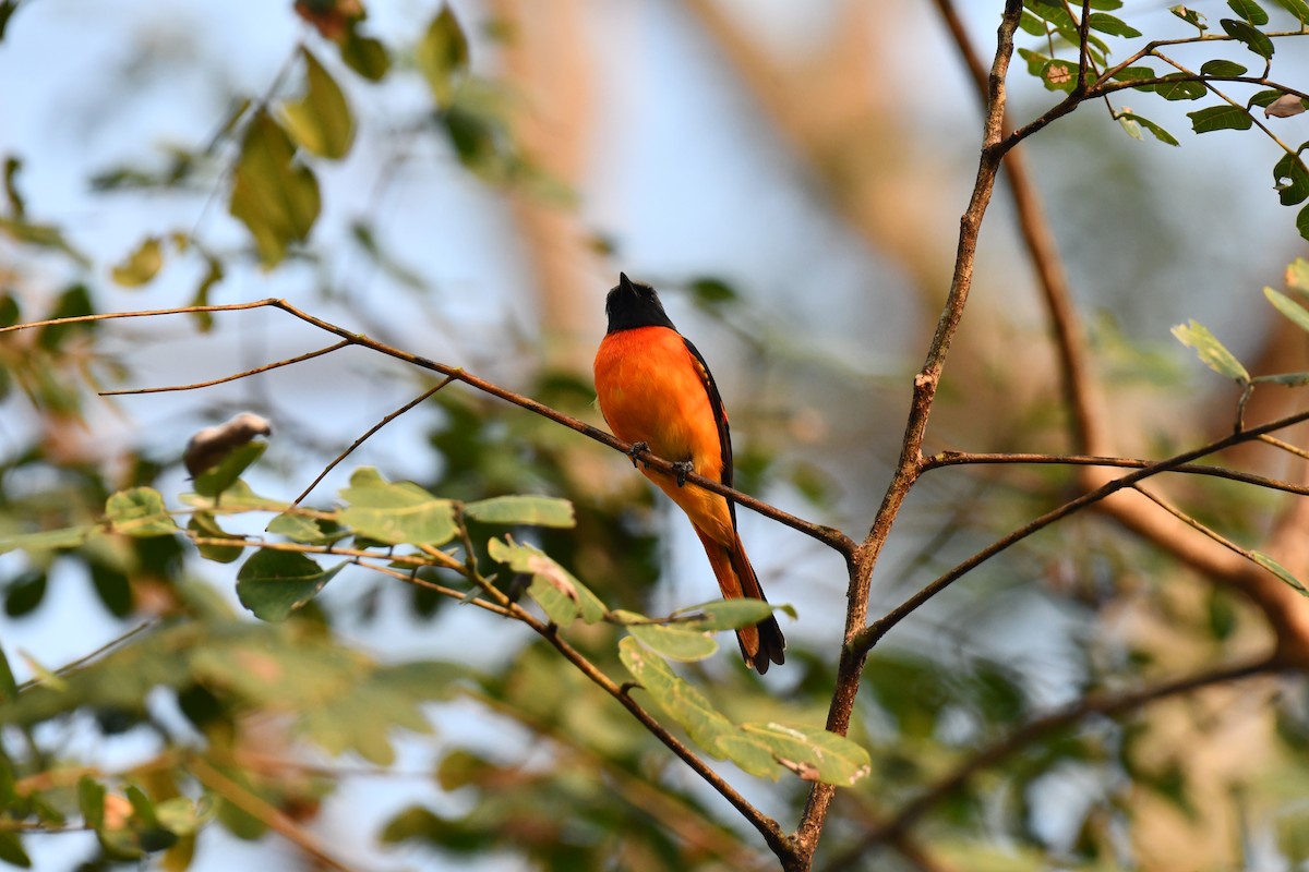 Small Minivet - ML627770827