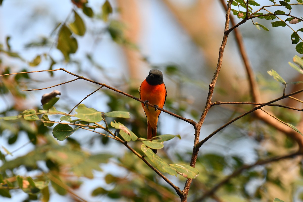 Small Minivet - ML627770828